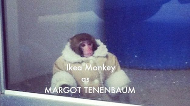 Потерявшейся обезьянке из ИКЕИ уже предлагают роли в кино