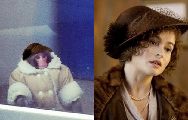 Потерявшейся обезьянке из ИКЕИ уже предлагают роли в кино