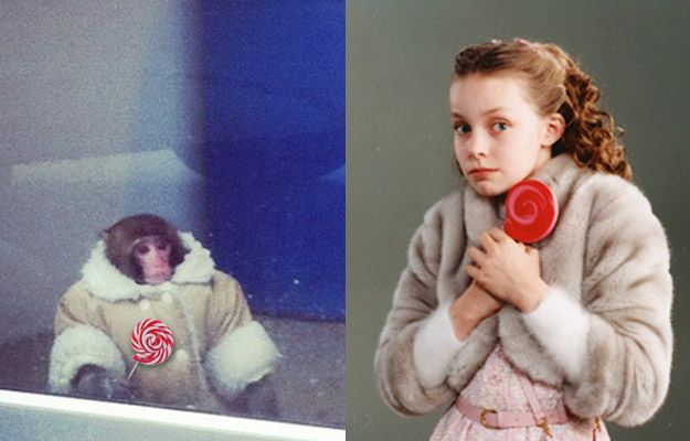 Потерявшейся обезьянке из ИКЕИ уже предлагают роли в кино