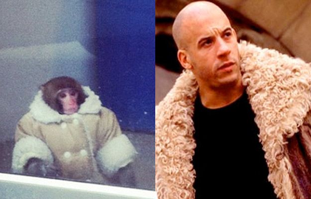 Потерявшейся обезьянке из ИКЕИ уже предлагают роли в кино