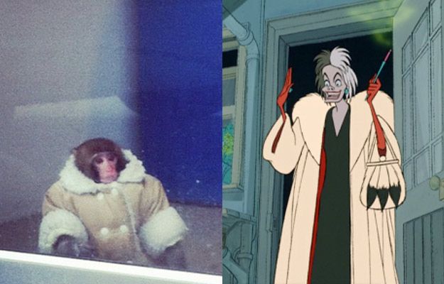 Потерявшейся обезьянке из ИКЕИ уже предлагают роли в кино