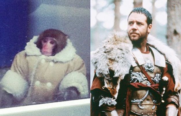 Потерявшейся обезьянке из ИКЕИ уже предлагают роли в кино