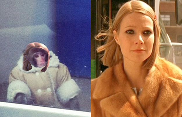 Потерявшейся обезьянке из ИКЕИ уже предлагают роли в кино