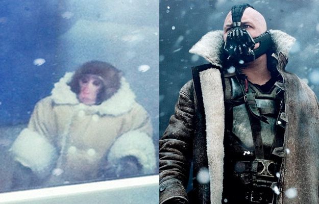 Потерявшейся обезьянке из ИКЕИ уже предлагают роли в кино