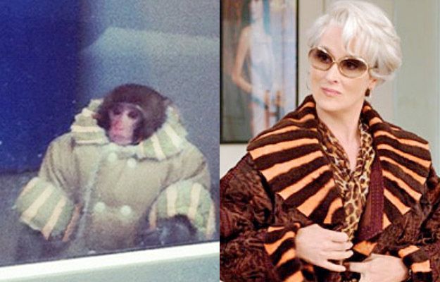 Потерявшейся обезьянке из ИКЕИ уже предлагают роли в кино