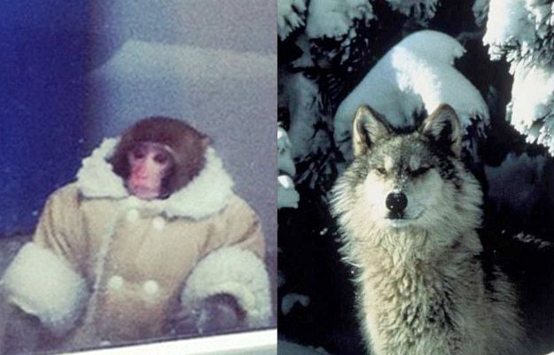 Потерявшейся обезьянке из ИКЕИ уже предлагают роли в кино