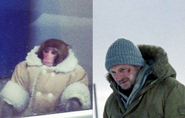 Потерявшейся обезьянке из ИКЕИ уже предлагают роли в кино