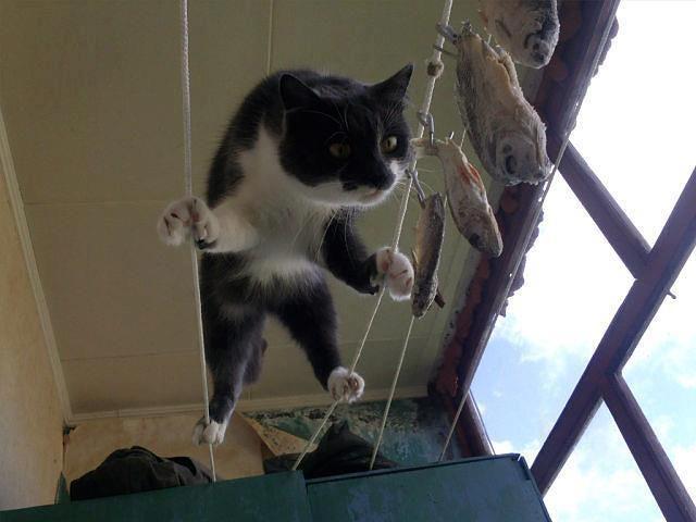 Прикольные картинки