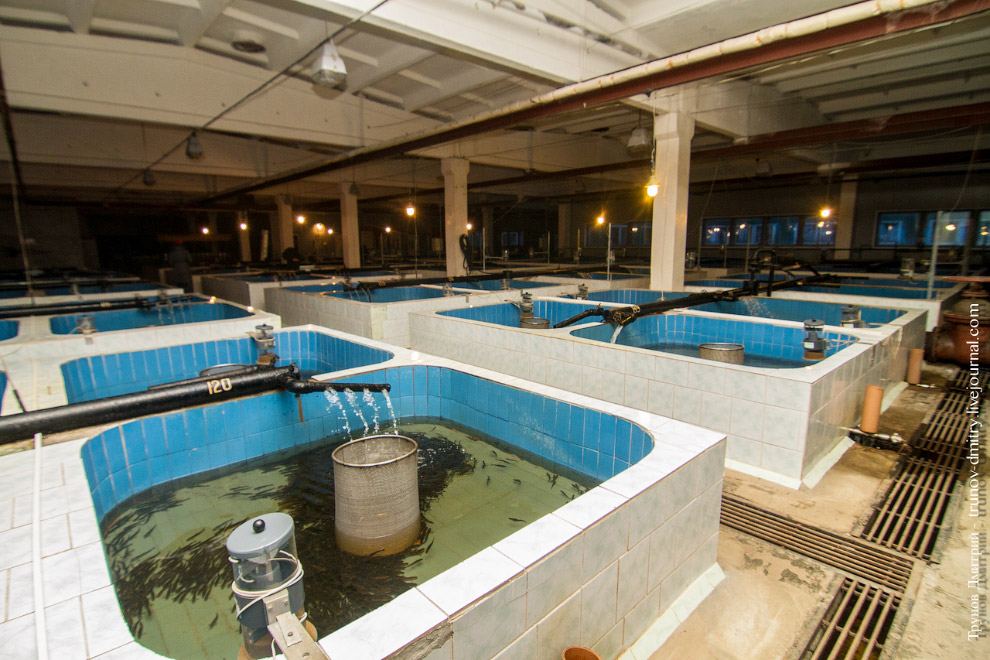 Как выращивают семгу