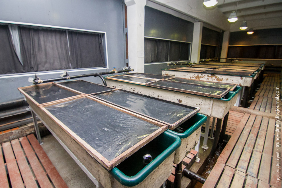 Как выращивают семгу