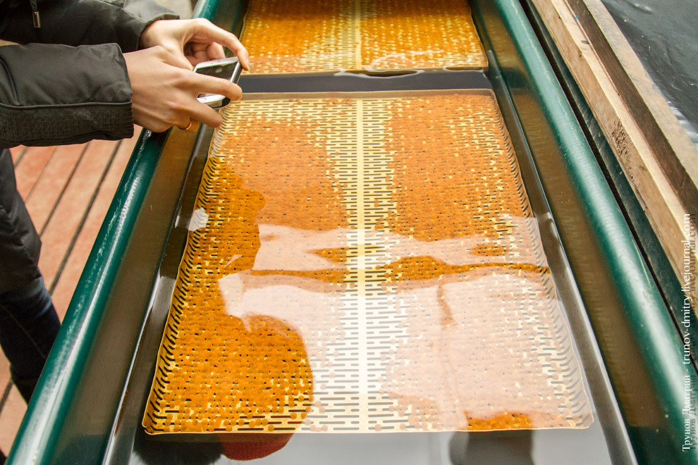 Как выращивают семгу