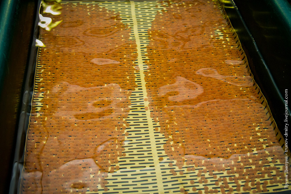 Как выращивают семгу