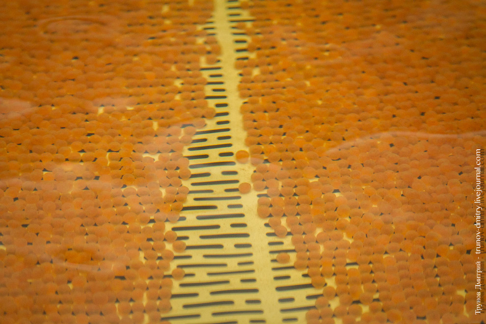 Как выращивают семгу