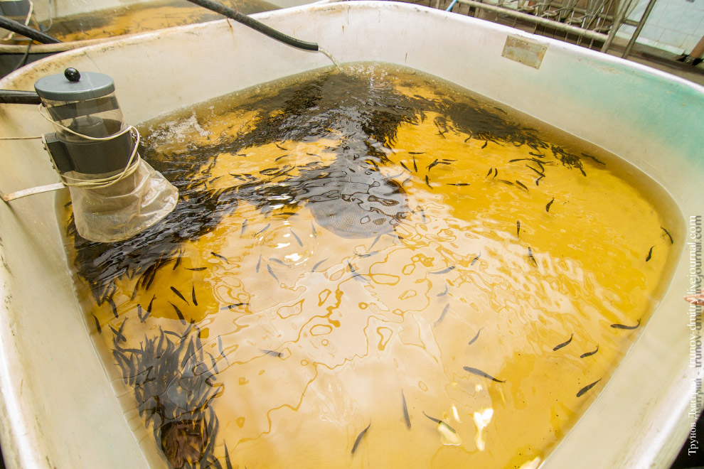 Как выращивают семгу