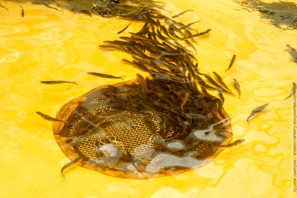 Как выращивают семгу