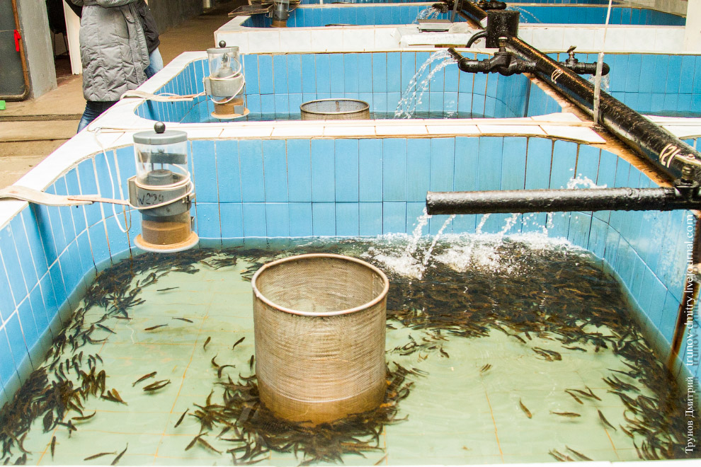 Как выращивают семгу