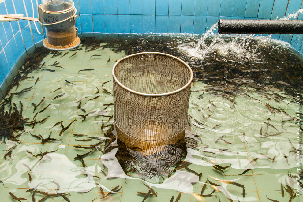 Как выращивают семгу