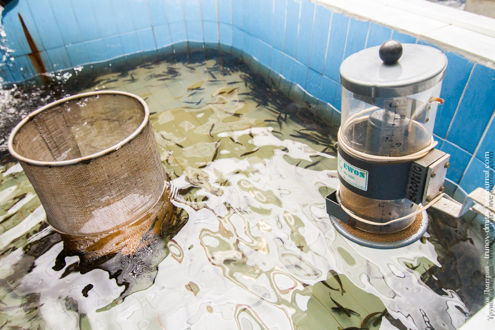 Как выращивают семгу