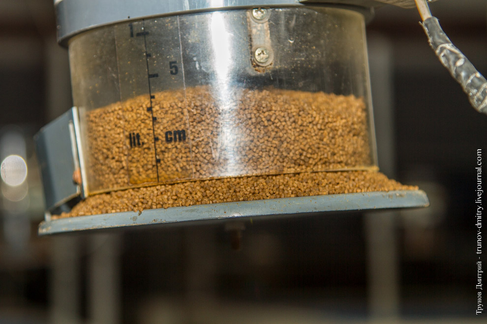 Как выращивают семгу