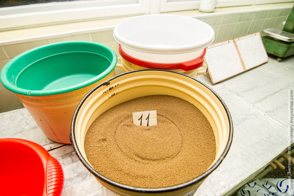 Как выращивают семгу