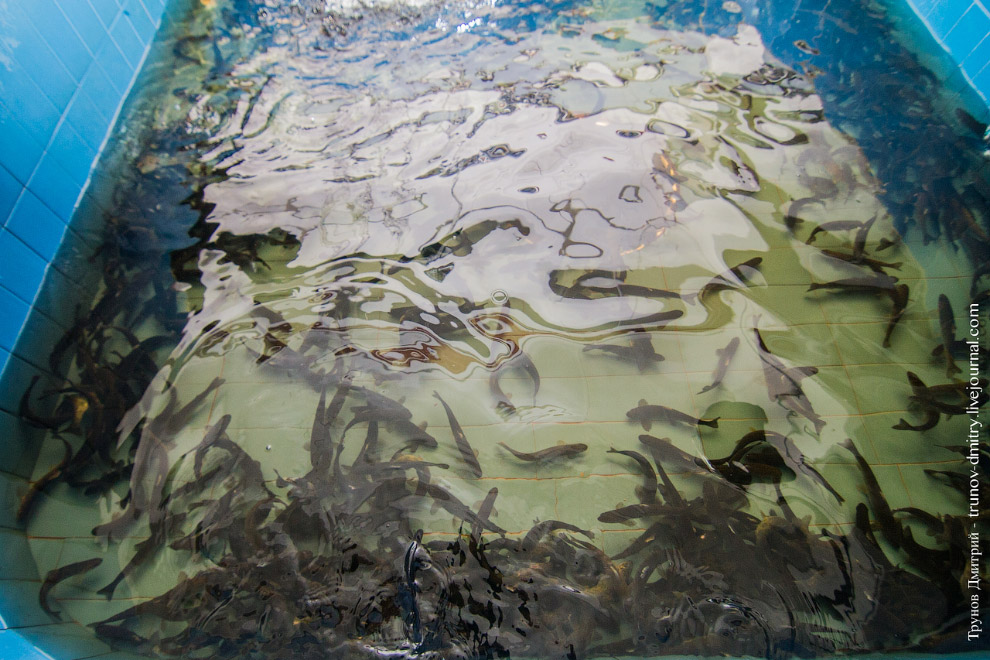 Как выращивают семгу