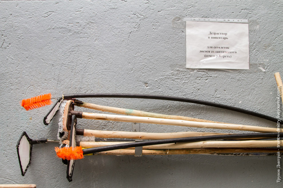 Как выращивают семгу