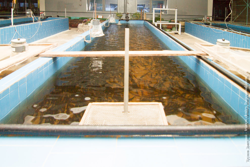 Как выращивают семгу