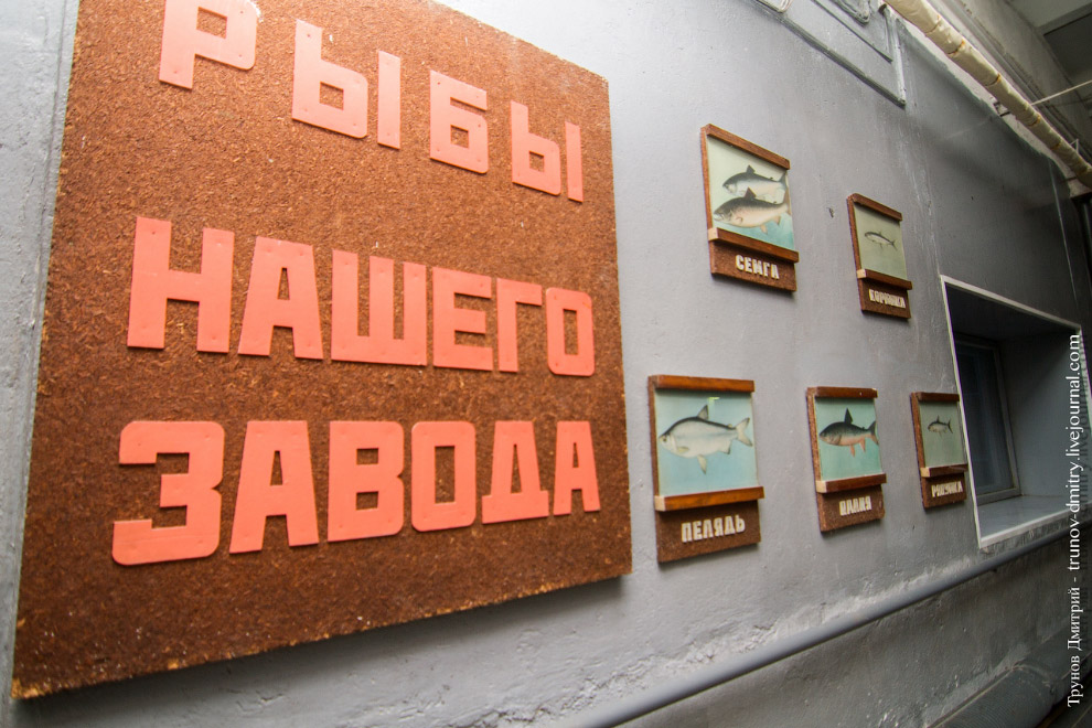 Как выращивают семгу