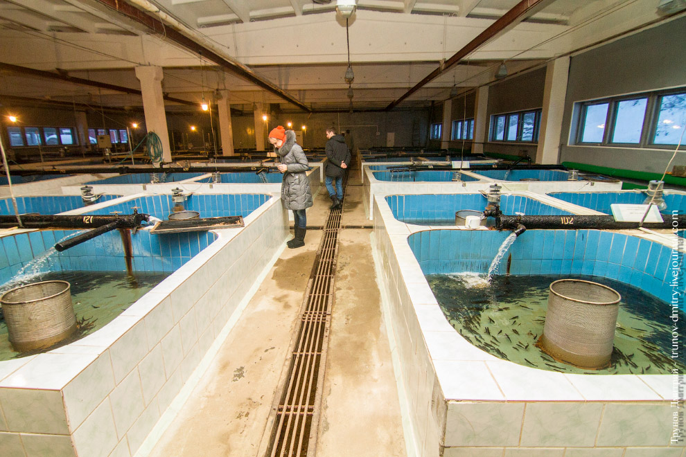 Как выращивают семгу