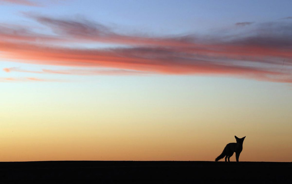 Живая планета
