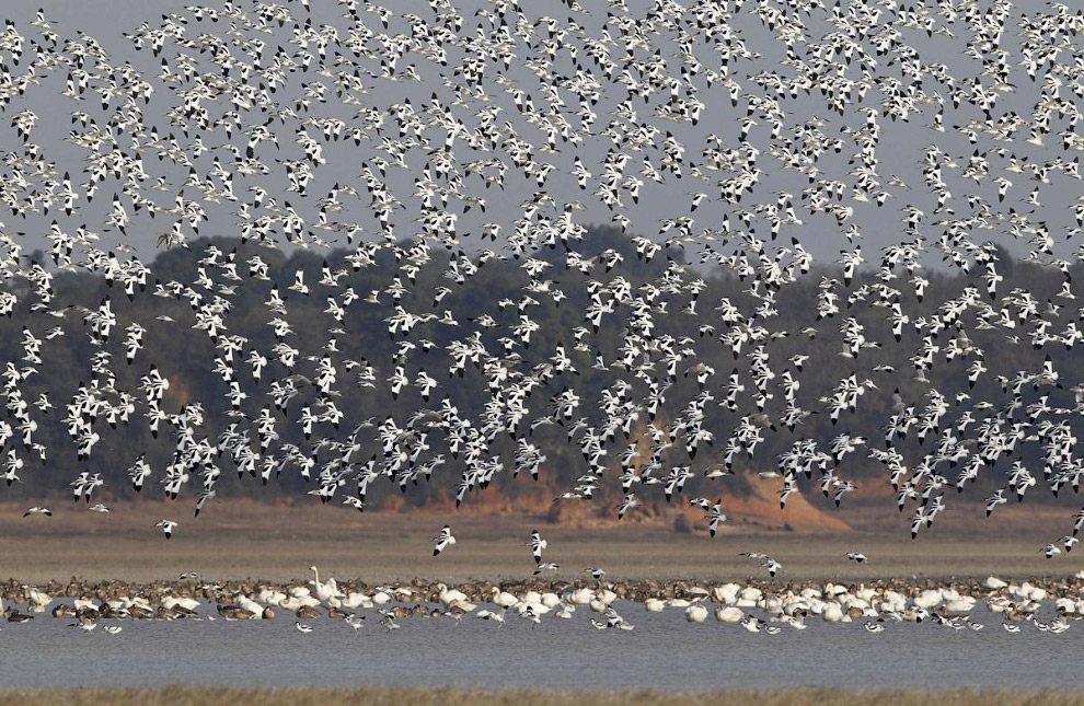 Живая планета