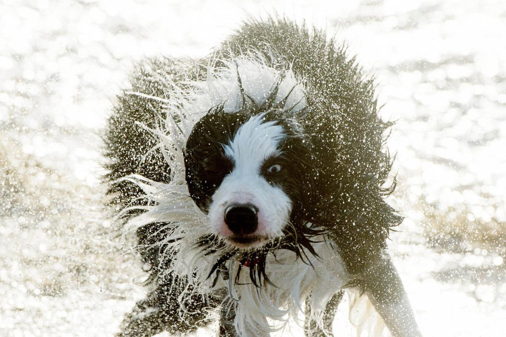 Живая планета