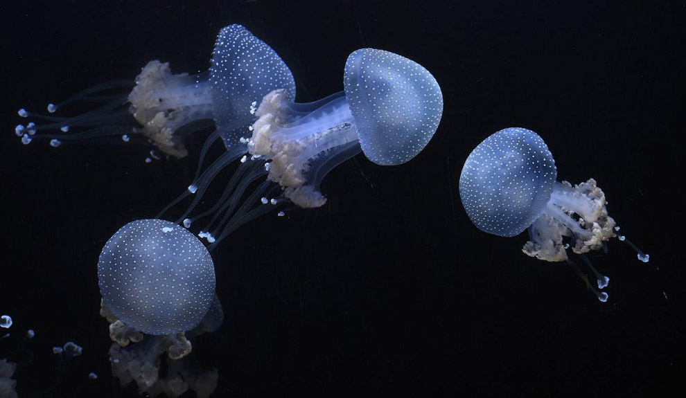 Живая планета