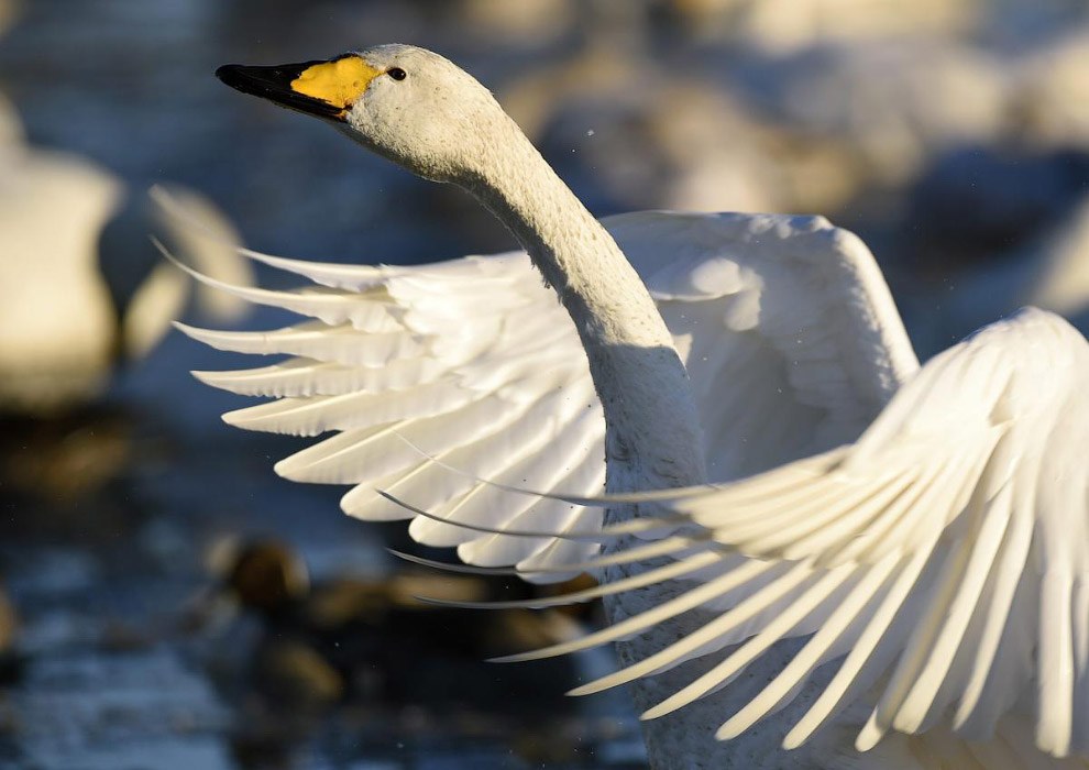 Живая планета