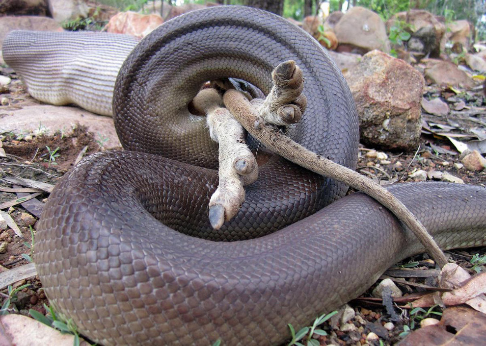 Живая планета