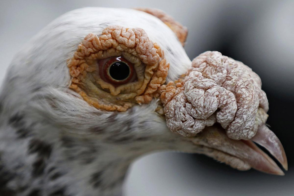 Живая планета