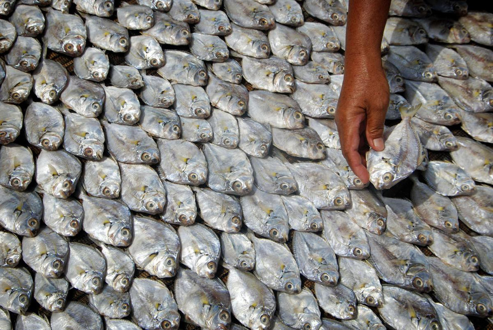 Живая планета