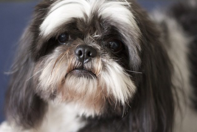 Животные, которые спасли от приближающейся смерти своих хозяев. Часть 1