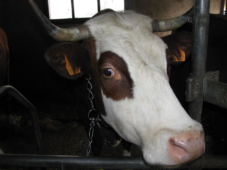 Производство сыра в Альпах