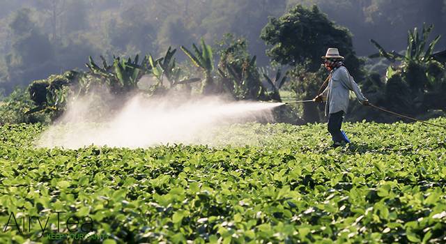 Почему следует срочно отказаться от чайных пакетиков Почему следует срочно отказаться от чайных пакетиков