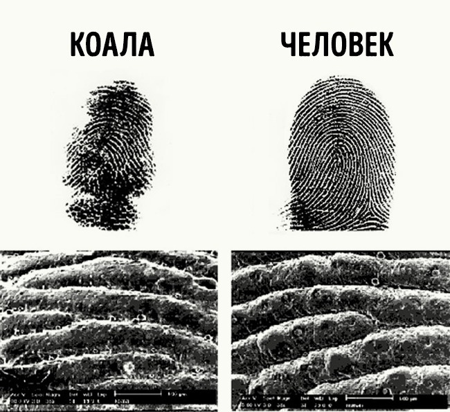 18 реальных фактов, которые на первый взгляд кажутся ложью 18 реальных фактов, которые на первый взгляд кажутся ложью