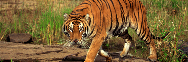 5 способов выражения животными человеческих эмоций