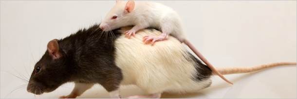 5 способов выражения животными человеческих эмоций