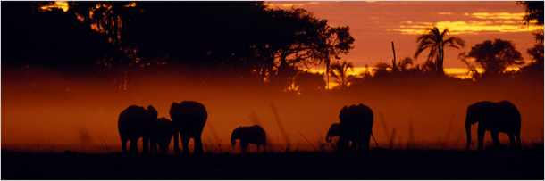 5 способов выражения животными человеческих эмоций