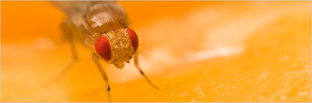 5 способов выражения животными человеческих эмоций