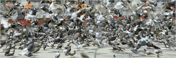 5 способов выражения животными человеческих эмоций