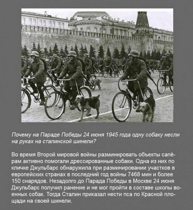 Интересные факты в картинках