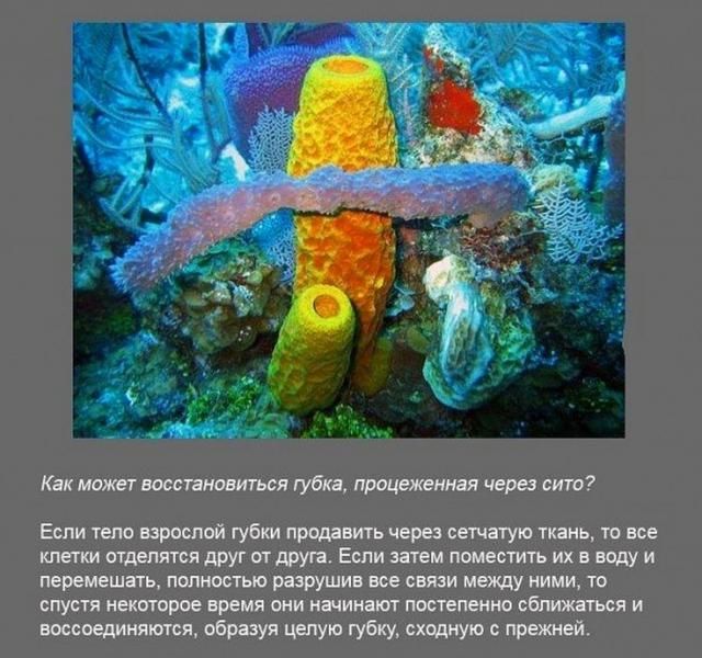 Интересные факты в картинках