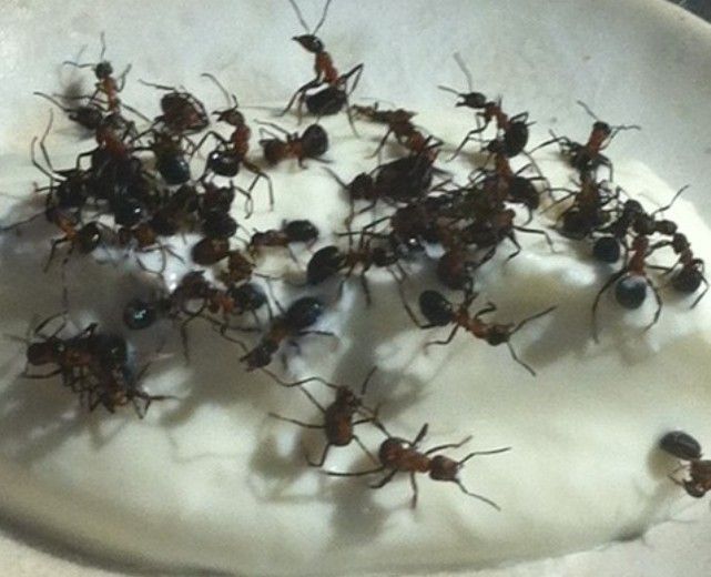 Блюда из живых животных