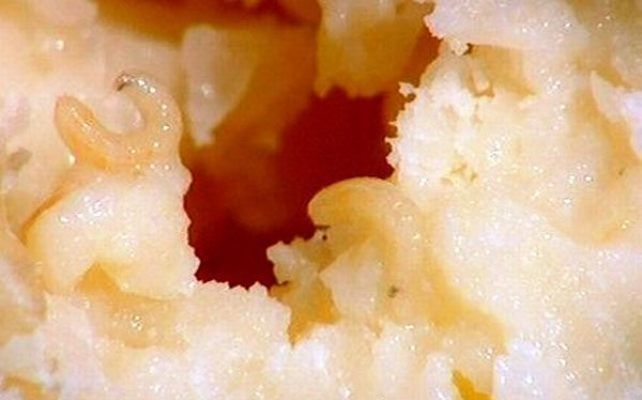 Блюда из живых животных